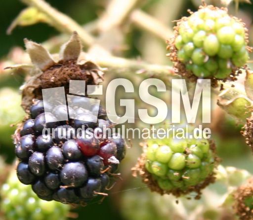 Brombeere-Frucht.jpg